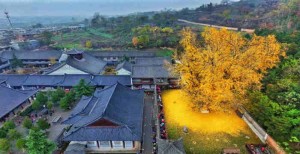 Ginkgo Biloba: Το δέντρο που φύτεψε ο αυτοκράτορας της Κίνας πριν από χίλια χρόνια
