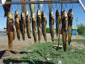 ΕΠΙΒΙΩΣΗ - ΔΙΑΒΙΩΣΗ: Το πάστωμα των ψαριών