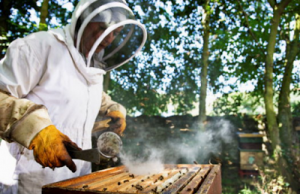 Επιδότηση μελισσοκομίας 2016: Πόσα μελίσσια χρειάζονται, τι χρήματα δίνουν & οι προυποθέσεις