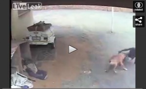 Μπήκε ο τύπος να κλέψει-Τον πήρε μυρωδιά ο σκύλος και τον ΞΕΣΚΙΣΕ-(Βίντεο)