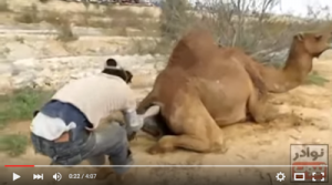 Σπάνιο βίντεο: Η γέννα μιας καμήλας