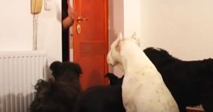 Αυτά τα σκυλιά περιμένουν να κλείσει η πόρτα. Αυτό που κάνουν, όταν μένουν μόνα τους, σοκάρει τους ιδιοκτήτες τους.