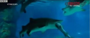 Θηλυκός καρχαρίας κατασπάραξε αρσενικό - ΒΙΝΤΕΟ