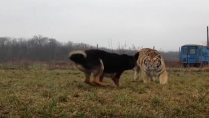 Μία τίγρης έτρεξε πάνω στο σκύλο της... και αυτό που έγινε δεν το περίμενε κανείς! (βίντεο)