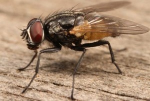 Έκατσε μια μύγα στο φαγητό σου. Το τρώς ή όχι; Τί λέει η επιστήμη