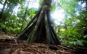 Το μυστηριώδες δάσος του Εκουαδόρ με τα δέντρα που 