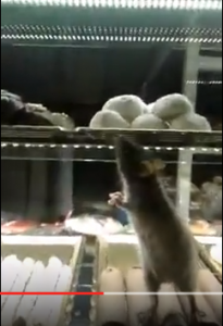 ΑΗΔΙΑ! Ποντίκι «σουλατσάρει» σε βιτρίνα ζαχαροπλαστείου! (ΒΙΝΤΕΟ)
