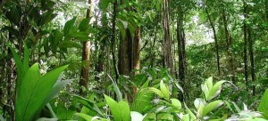 Τα μυστήρια του Αμαζονίου: Πανάρχαιες «κατασκευές» που χρονολογούνται πριν από το μεγάλο δάσος [εικόνες]