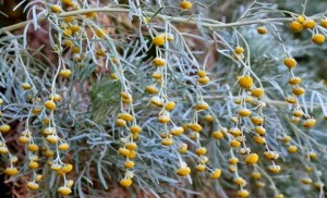 Αρτεμισία: To φυτό της Κρήτης που σκοτώνει τον καρκίνο σε 16 ώρες!