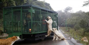 Εκεί που τα ζώα κυκλοφορούν ελεύθερα και οι επισκέπτες μπαίνουν σε κλουβιά [Εικόνες]