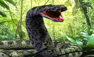 Αυτό είναι το μεγαλύτερο φίδι στον κόσμο και ζει σε αιχμαλωσία - Δείτε τι τρώει! (Βίντεο)