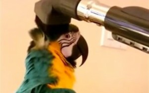 Δεν έχετε ξαναδεί κάτι αντίστοιχο: Παπαγάλος εναντίον... ηλεκτρικής σκούπας! (Βίντεο)