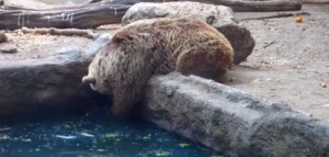 Tο βίντεο που κάνει τον γύρο του διαδικτύου: Αρκούδα σώζει κοράκι από πνιγμό! (vid)