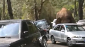 Ελέφαντας με ερωτική απογοήτευση... ισοπέδωσε 19 αυτοκίνητα - ΒΙΝΤΕΟ