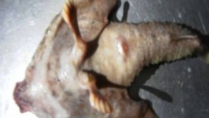 Ψάρι- Άλιεν με πόδια, δάχτυλα και ανθρώπινη μύτη περπατά στο νερό