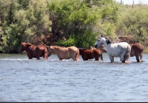 Μια οικογένεια άλογα διέσχιζε ένα ποτάμι, όταν ξαφνικά ενα απο τα άλογα άρχισε να πνίγεται....η συνέχεια είναι συνταρακτική! (βίντεο)