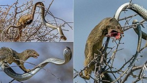 Θανατηφόρο φίδι κατασπαράζεται από τρωκτικό! - Η συγκλονιστική μάχη τους [φωτό-βίντεο]