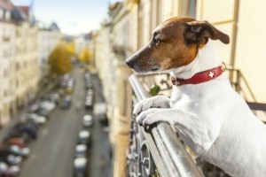 Σκύλος σε διαμέρισμα: Τι ορίζει τελικά η Ελληνική Νομοθεσία; (Ν.3170/2003)