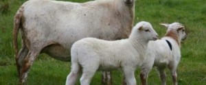 Απίστευτο! Πρόβατο… γέννησε σκυλάκι στην Κίνα