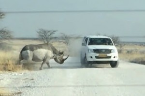 Βίντεο που κόβει την ανάσα: Η στιγμή που ένας ρινόκερος επιτίθεται σε τζιπ με τουρίστες(βίντεο)