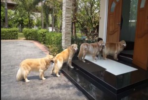 Γιατί περιμένουν στην ουρά αυτά τα σκυλάκια; Ο λόγος θα σε καταπλήξει! (VIDEO)