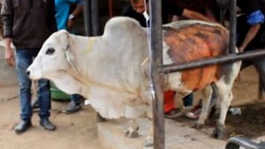 ΣΥΓΚΛΟΝΙΣΤΙΚΟ: Άνοιξαν το στομάχι αυτού του άρρωστου ταύρου, αλλά αυτό που βρήκαν μέσα θα σας ΣΟΚΑΡΕΙ... [Video]