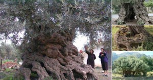 Στην Κρήτη από τα αρχαιότερα δένδρα στον κόσμο. Ελιές ηλικίας 9.000 ετών που ακόμα βγάζουν καρπούς.