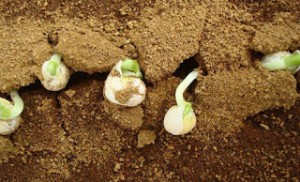 Φυτά καλλιεργήθηκαν με επιτυχία σε προσομοιωμένο χώμα από τον Άρη