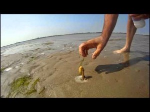 Πως να ξεγελάσετε ένα σκουλήκι να βγει μέσα από την άμμο