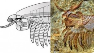 Ανακαλύφθηκε περίεργο πλάσμα ηλικίας 520 εκατομμυρίων ετών!