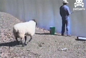 Τι θα σου συμβεί αν τσαντίσεις ένα πρόβατο;;; (VIDEO)
