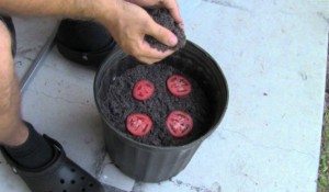 O ευκολότερος τρόπος για να καλλιεργήσεις ντομάτες σπίτι σου! (ΒΙΝΤΕΟ)
