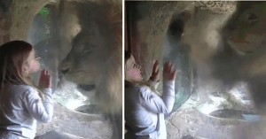 Κοριτσάκι στέλνει ένα φιλί σε… λιοντάρι! Η αντίδρασή του; Δεν είναι αυτή που περιμένατε!