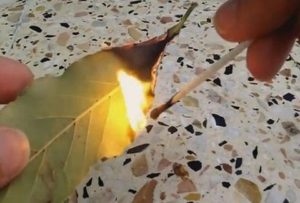 Μεγάλη προσοχή: Κάψτε αμέσως ένα φύλλο δάφνης στο σπίτι σας! Ο λόγος θα σας τρελάνει τελείως...