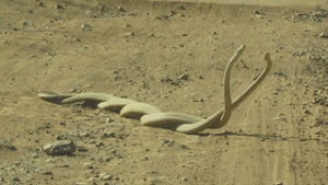Δυο φίδια black mamba μάχονται για ένα θηλυκό [video]