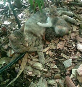 Απίστευτο: Γάτα στα Τρίκαλα θηλάζει σκαντζοχοιράκια- Όταν η μητρότητα ξεπερνά τα όρια της φύσης…