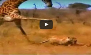 ΑΠΙΣΤΕΥΤΟ βίντεο: Δείτε πώς μια καμηλοπάρδαλη σκοτώνει ένα λιοντάρι! [video]