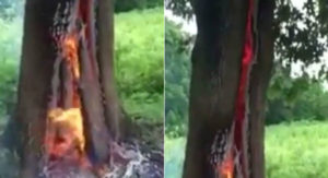 Ασύλληπτο βίντεο: Δέντρο αρπάζει ξαφνικά φωτιά από το εσωτερικό του!