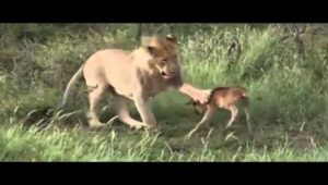 Λιοντάρι επιτίθεται σε μοσχαράκι- Και τότε επεμβαίνει μια άγρια λέαινα... (βίντεο)