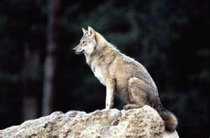Η έρευνα για τους λύκους που ανατρέπει όσα ξέραμε μέχρι τώρα