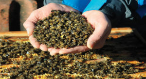 ΠΑΝΙΚΟΣ - Οι μέλισσες πεθαίνουν με ανησυχητικό ρυθμό στις ΗΠΑ [Βίντεο]
