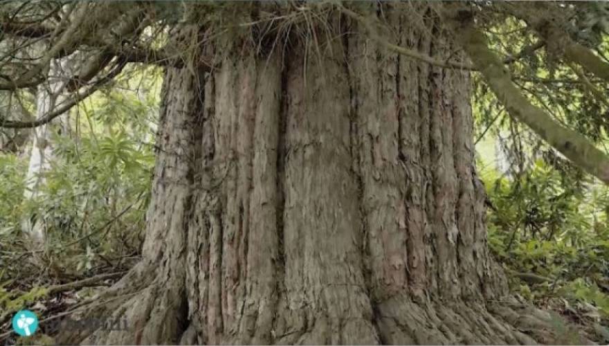 Το «θαύμα της φύσης»! Δένδρο 4.000 ετών είναι από τα αρχαιότερα του κόσμου και βρίσκεται στον Πόντο (φωτό, vid)