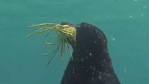 Εκπληκτικό βίντεο με σκύλο «ψαρά» που πιάνει αστακούς