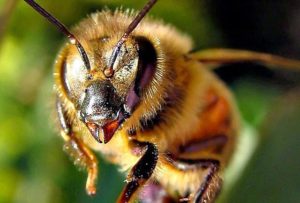 Οι μέλισσες, αντανάκλαση μιας ανώτερης νοημοσύνης