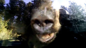 Συγκλονιστικό βίντεο: Αρκούδα παγιδεύτηκε σε αμάξι - Δείτε τι έγινε μετά... [video]