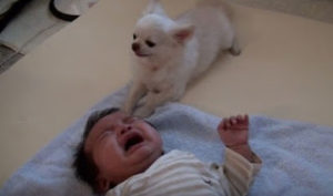 Αυτό που κάνει το τσιουάουα για να ΗΡΕΜΗΣΕΙ το μωρό θα σας κάνει να Λυγισετε... [video]