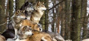 Τι συμβαίνει με τους λύκους στην Ελλάδα; Αύξηση στον αριθμό τους!