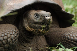 Να πως μοιάζει μια χελώνα από ΜΕΣΑ - Σίγουρα δεν είναι αυτό που νομίζετε... [photos]