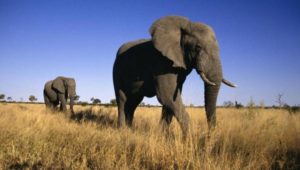 Οι επιστήμονες προειδοποιούν: Προς εξαφάνιση οι αφρικανικοί ελέφαντες