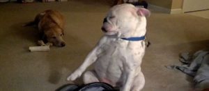 Αυτός ο σκύλος τα σπάει! Ξέρει να ακούει μουσική, αλλά και να χορεύει! (VIDEO)